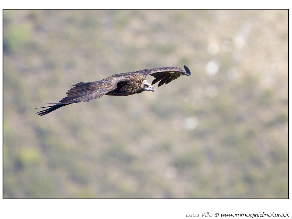 Avvoltoio monaco - Aegypius monachus